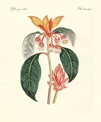 Piante rare cinesi (incisione colorata)