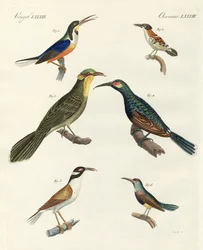 Rari tipi stranieri di rampichini