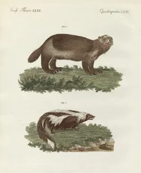 Rari animali quadrupedi