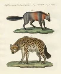 Animali quadrupedi rari