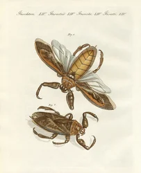 Insetti rari