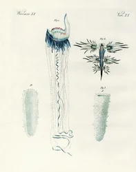 Tipi rari di molluschi (incisione colorata)