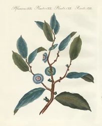 Piante ornamentali rare