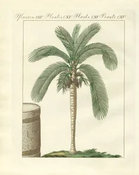 Alberi rari (incisione colorata)