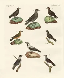 Corvi, cornacchie e taccole