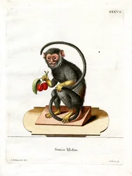 Tamarino dalle Mani Rosse
