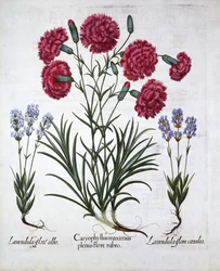 Garofano rosso e lavanda, da Hortus Eystettensis, di Basil Besler, pub. 1613