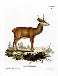 Cervo rosso