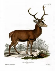 Cervo rosso
