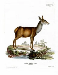 Cervo rosso