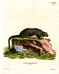 Scoiattolo volante gigante rosso