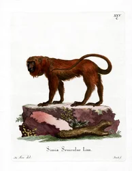 Scimmia urlatrice rossa