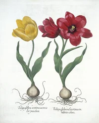 Tulipano rosso e giallo, da Hortus Eystettensis, di Basil Besler (1561-1629) pubblicato nel 1613