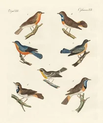 Pettirossi, pettazzurri e pettogialli