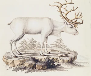 Renna (Cervus tarandus), da Mammiferi illustrati dalla Natura con descrizioni, di Johann Christian Daniel von Schreber (1739-1810), incisione di I Nufsbiegel, volume 5, tavola 248-C, Germania