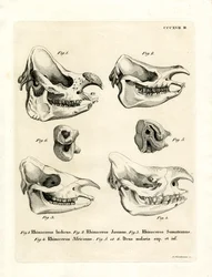 Teschi di rinoceronte
