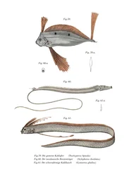 Pesce Nastro