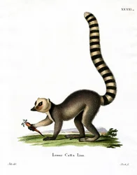 Lemure dalla Coda Anellata