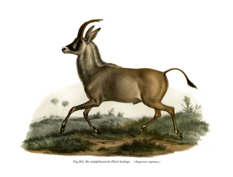 Antilope roana, 1860