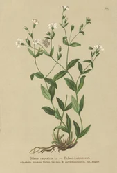 Silene rupestris