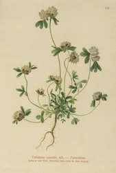 Trifoglio delle rocce (Trifolium saxatile)