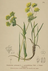 Bupleuro rupestre (Bupleurum petraeum, Bupleurum graminifolium)