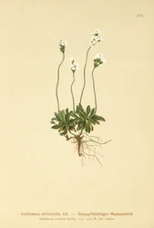 Androsace ottusifolia (Androsace obtusifolia)