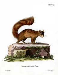 Scoiattolo delle rocce