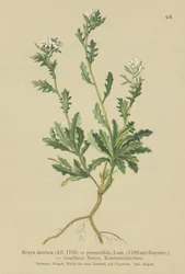 Cardamine (Braya dentata, Braya pinnatifida, Murbeckiella pinnatifida, Arabette pennatifide, Erba Cornacchia pennatifida)