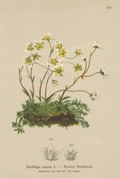 Sassifraga ruvida (Saxifraga aspera)