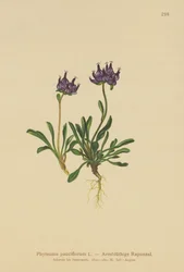 Raponzolo a testa rotonda (Phyteuma pauciflorum, Rapunculus pauciflorus, Phyteuma globulariifolium)