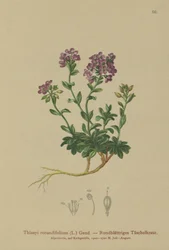 Thlaspi rotundifolium