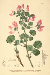 Ononide a foglie rotonde (Ononis rotundifolia, Ononis tribracteata)