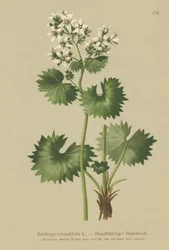 Sassifraga a foglie rotonde (Saxifraga rotundifolia)