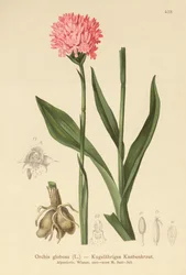 Orchis globosa, Traunsteinera globosa