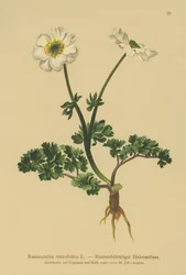 Ranuncolo a foglie di ruta (Ranunculus rutaefolius)