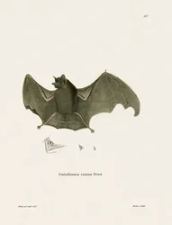 Pipistrello dalle ali a sacco