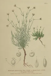 Moehringia glaucovirens