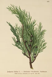 Juniperus Sabina