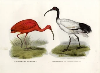 Ibis scarlatto