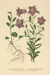 Campanula di Scheuchzer (Campanula Scheuzeri)
