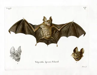 Pipistrello naso a foglia di Schneider