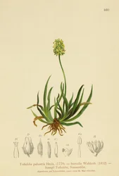 Tofieldia calyculata, Tofieldia palustris, Tofieldia borealis, Tofieldia pusilla
