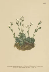 Sassifraga androsacea (Saxifraga androsacea)
