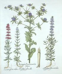 Agrifoglio marino e tre tipi di issopo, da Hortus Eystettensis, di Basil Besler, pub. 1613