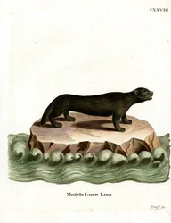 Lontra marina