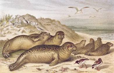 Foca, tavola da Brehms Tierleben: Allgemeine Kunde des Tierreichs, vol.2, p.309, pubblicato da Bibliographisches Institut