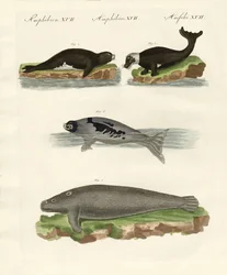 Foche e trichechi