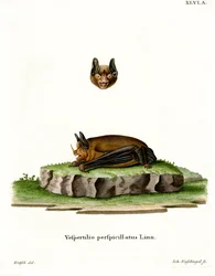 Pipistrello dalla coda corta di Seba