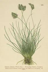 Sesleria disticha